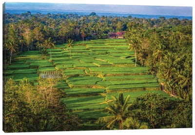 Indonesia Beautiful Rice Terrace II Canvas Art Print - Indonesia Art