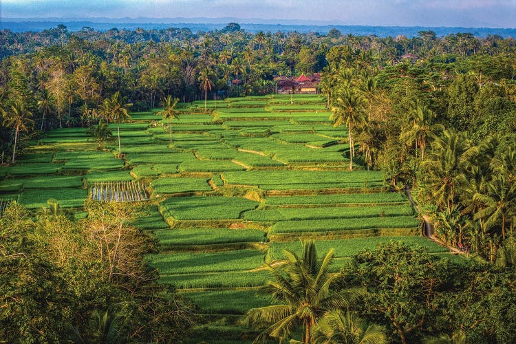 Indonesia Beautiful Rice Terrace II by Alex G Perez wall art