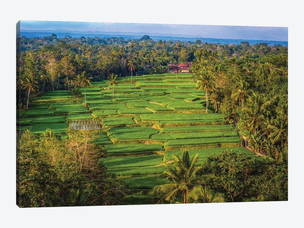 Indonesia Beautiful Rice Terrace II by Alex G Perez 1-piece Canvas Artwork