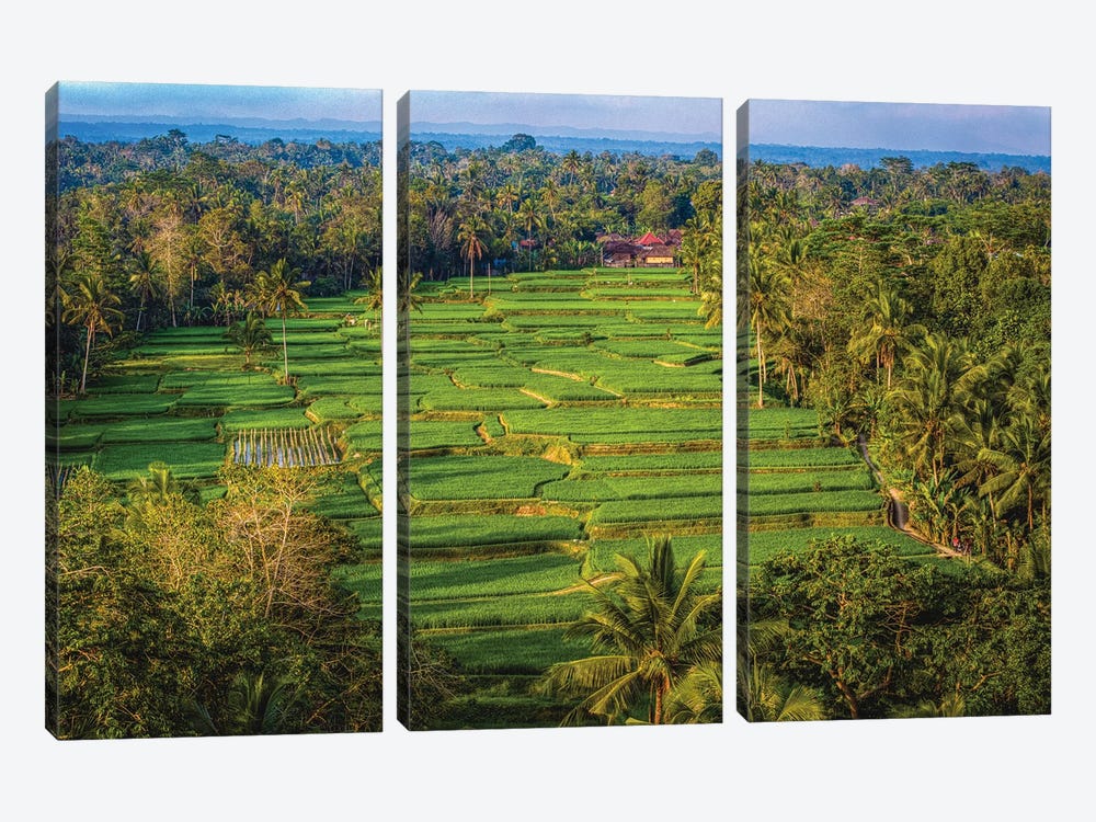 Indonesia Beautiful Rice Terrace II by Alex G Perez 3-piece Canvas Artwork