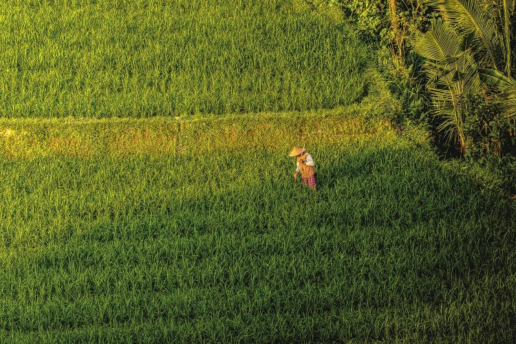 Indonesia Beautiful Rice Terrace III by Alex G Perez wall art