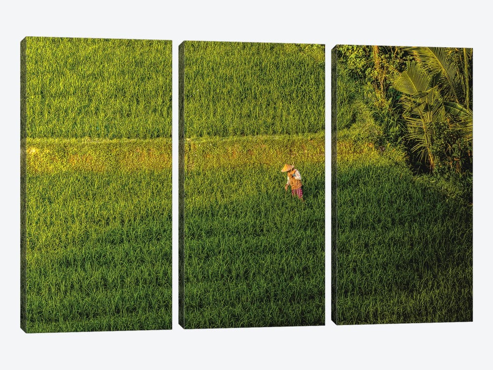 Indonesia Beautiful Rice Terrace III by Alex G Perez 3-piece Canvas Print