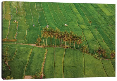 Indonesia Beautiful Rice Terrace IV Canvas Art Print - Celery