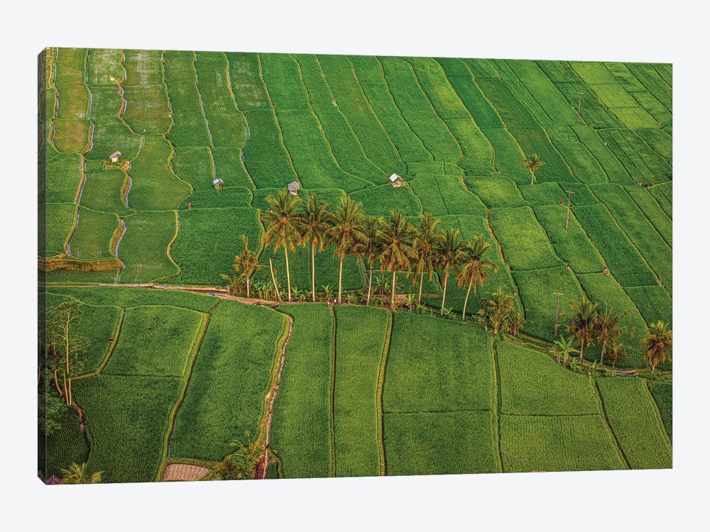 Indonesia Beautiful Rice Terrace IV by Alex G Perez 1-piece Canvas Art