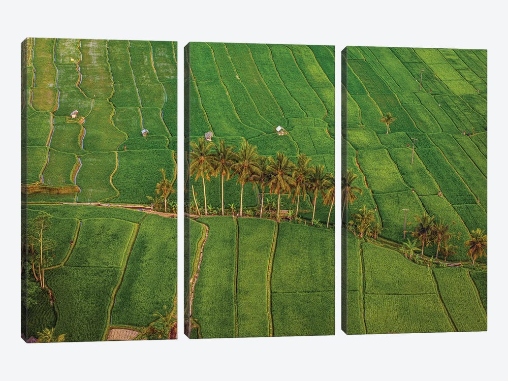 Indonesia Beautiful Rice Terrace IV by Alex G Perez 3-piece Canvas Art