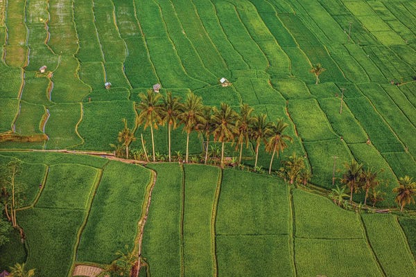 Aerial Photography: Indonesia Beautiful Rice Terrace IV by Alex G Perez