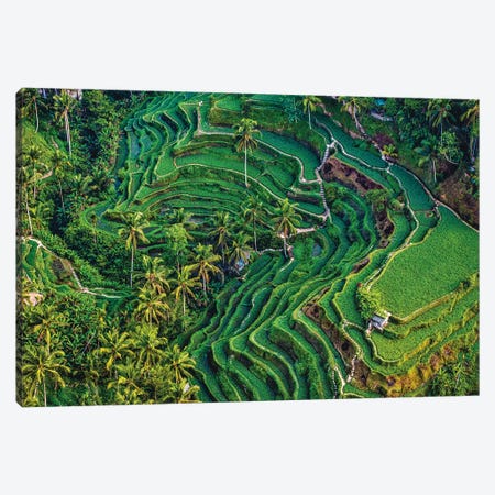 Indonesia Beautiful Rice Terrace V Canvas Print #AGP639} by Alex G Perez Canvas Art