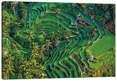 Indonesia Beautiful Rice Terrace V Canvas Art Print - Aerial Photography