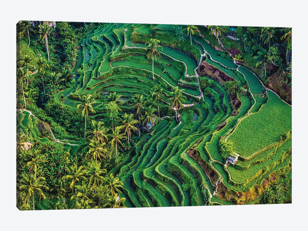 Indonesia Beautiful Rice Terrace V by Alex G Perez 1-piece Canvas Print