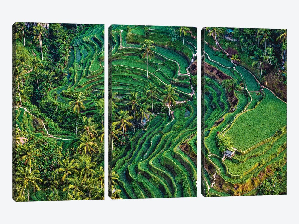 Indonesia Beautiful Rice Terrace V by Alex G Perez 3-piece Canvas Art Print