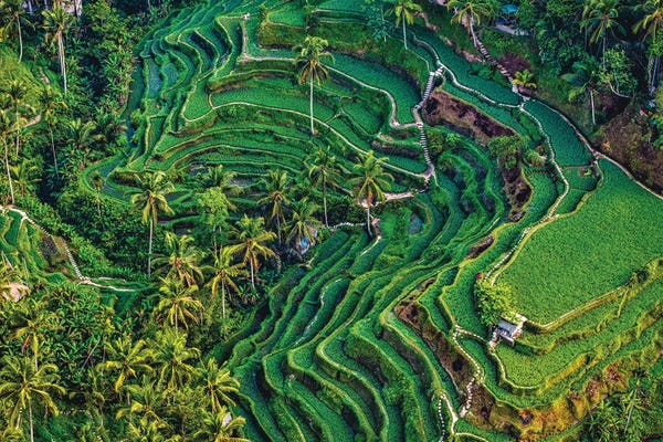 Indonesia Beautiful Rice Terrace V