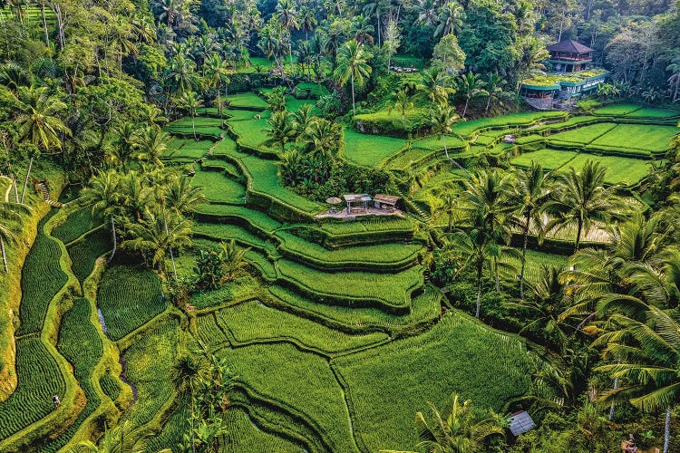 Indonesia Beautiful Rice Terrace VI by Alex G Perez wall art