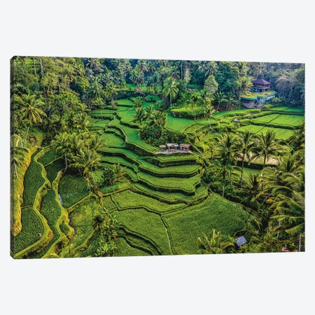 Indonesia Beautiful Rice Terrace VI Canvas Print #AGP640} by Alex G Perez Canvas Art Print