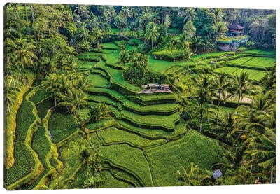 Indonesia Beautiful Rice Terrace VI Canvas Art Print - Celery