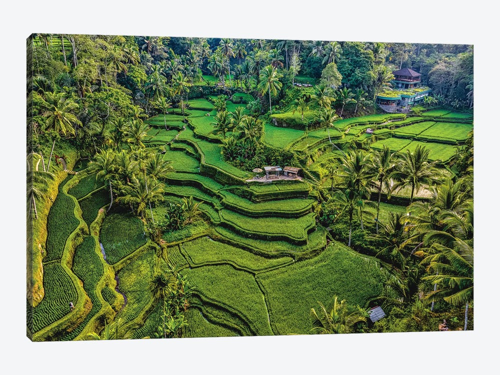 Indonesia Beautiful Rice Terrace VI by Alex G Perez 1-piece Art Print