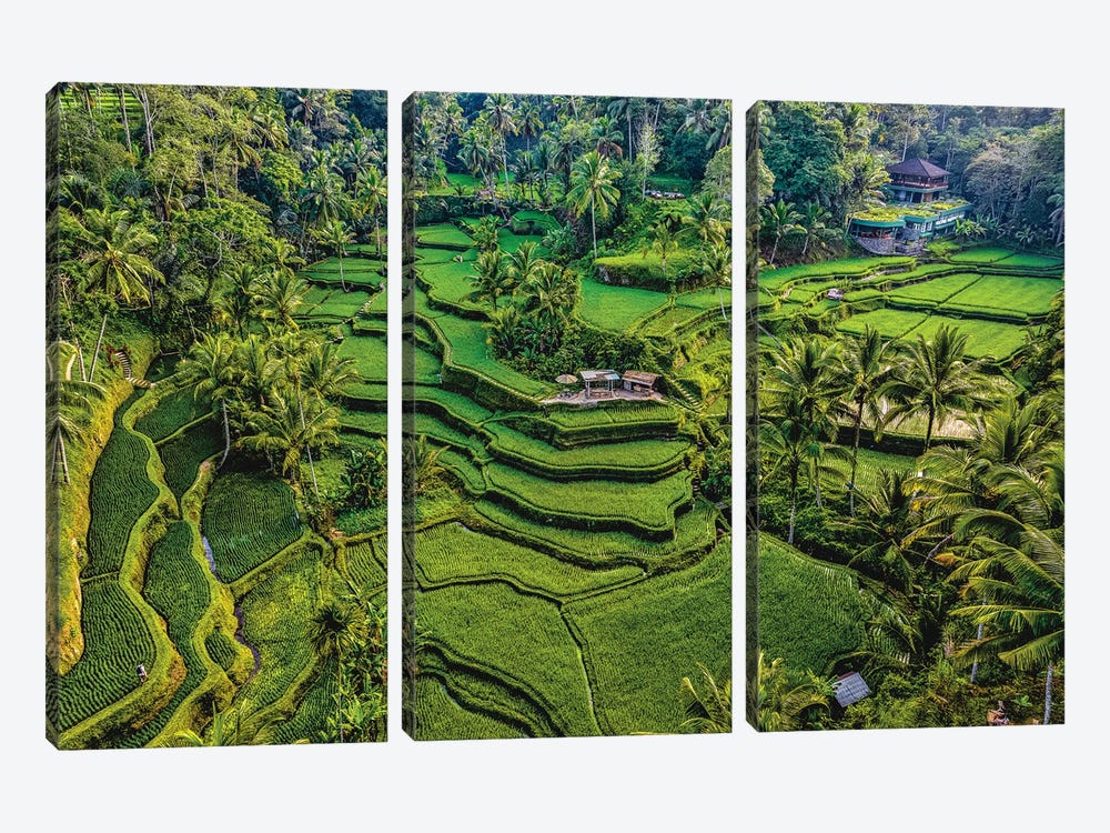 Indonesia Beautiful Rice Terrace VI by Alex G Perez 3-piece Canvas Art Print
