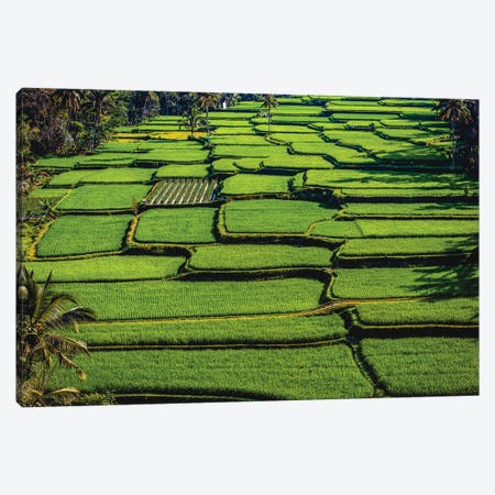 Indonesia Beautiful Rice Terrace VII Canvas Print #AGP641} by Alex G Perez Canvas Print