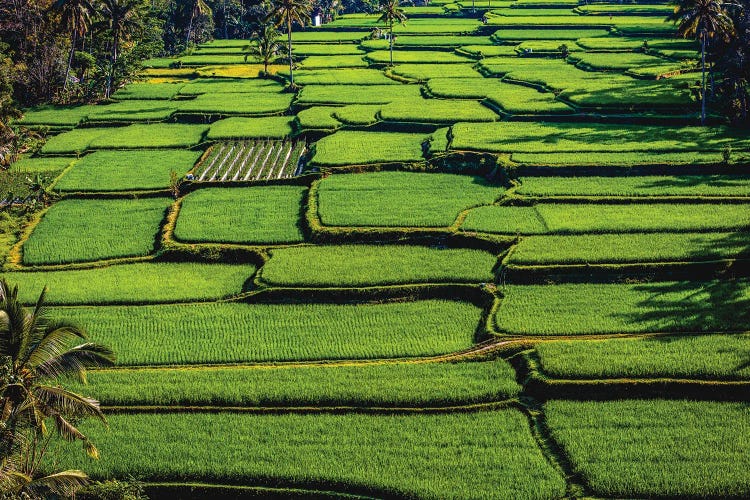 Indonesia Beautiful Rice Terrace VII