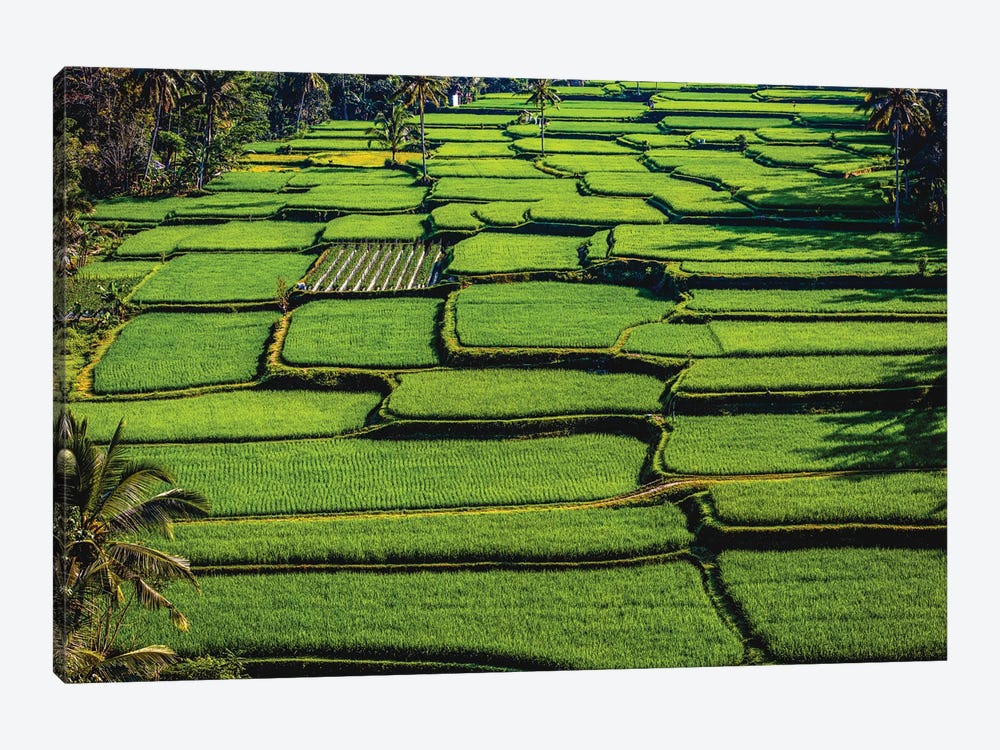 Indonesia Beautiful Rice Terrace VII by Alex G Perez 1-piece Canvas Wall Art