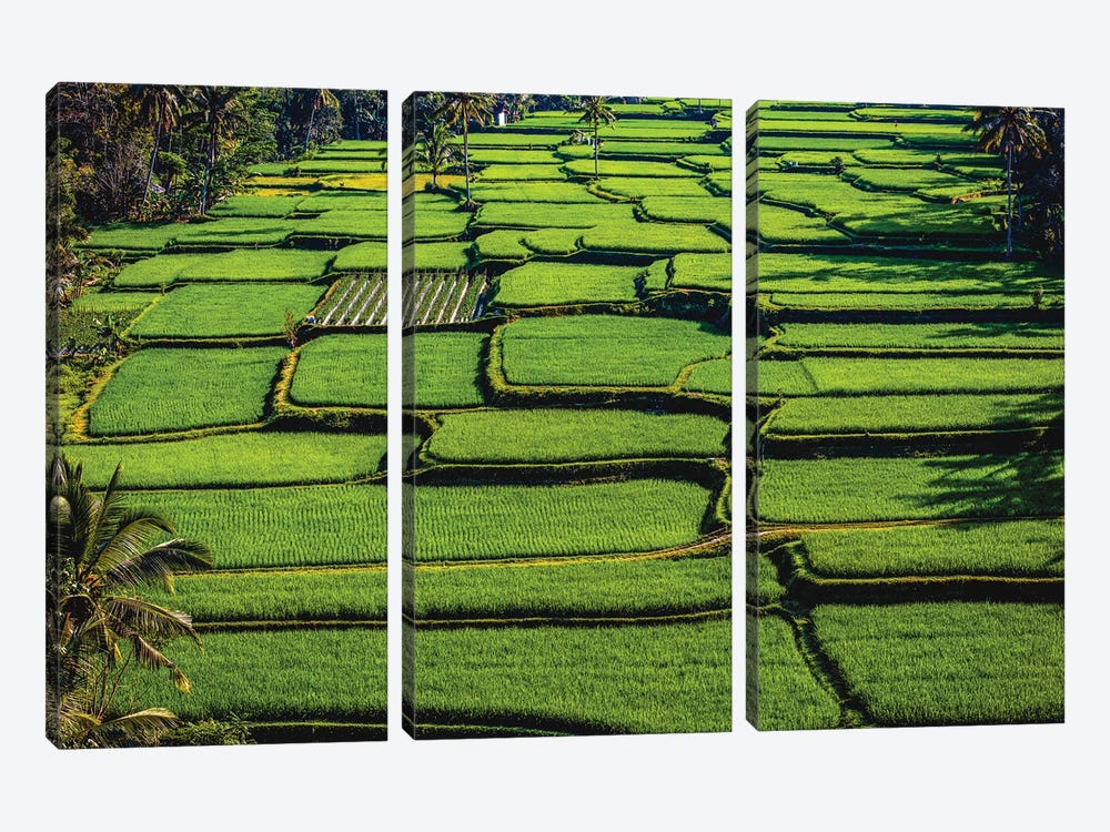 Indonesia Beautiful Rice Terrace VII by Alex G Perez 3-piece Canvas Wall Art