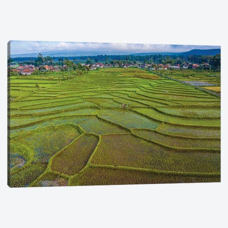 Indonesia Rice Terrace Farm I Canvas Print #AGP651} by Alex G Perez Canvas Art