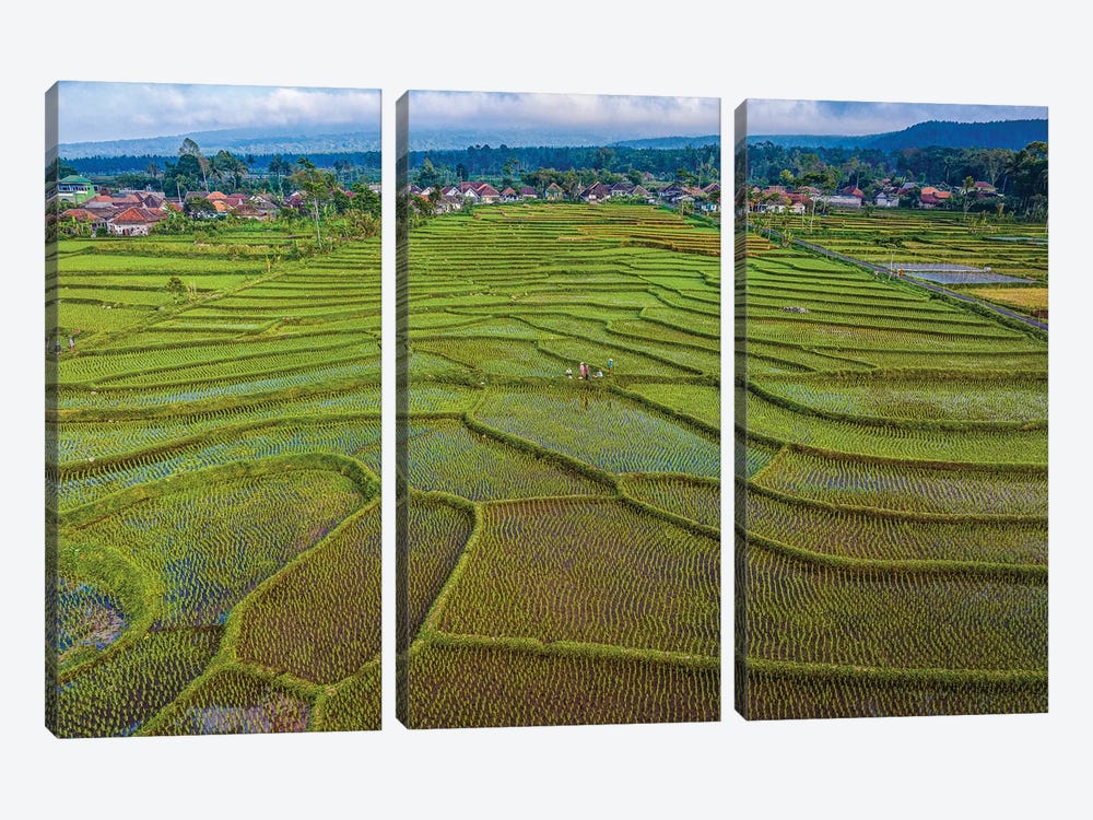 Indonesia Rice Terrace Farm I by Alex G Perez 3-piece Canvas Print