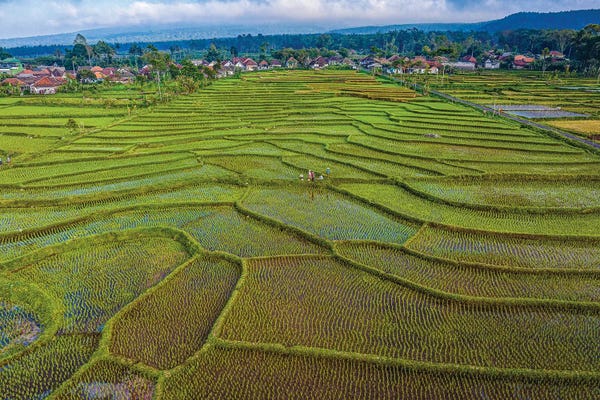 Indonesia: Indonesia Rice Terrace Farm I by Alex G Perez