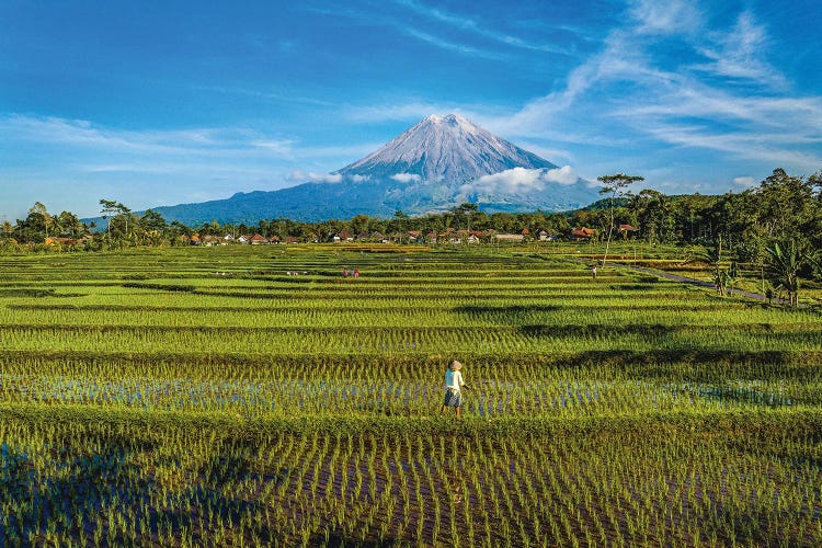 Indonesia Rice Terrace Farm II