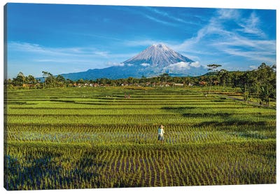 Indonesia Rice Terrace Farm II Canvas Art Print - Indonesia Art