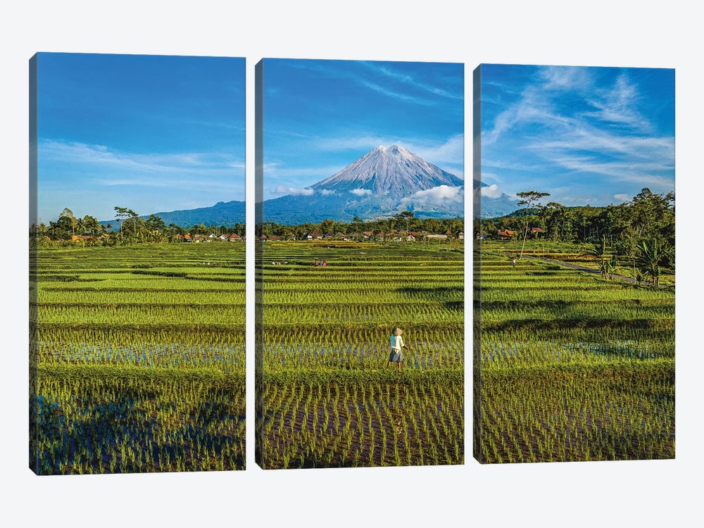 Indonesia Rice Terrace Farm II by Alex G Perez 3-piece Canvas Artwork
