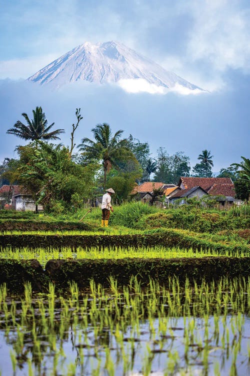 Indonesia Rice Terrace Farm III