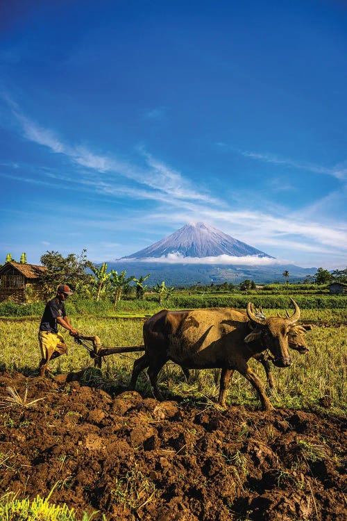 Indonesia Rice Terrace Farm IV