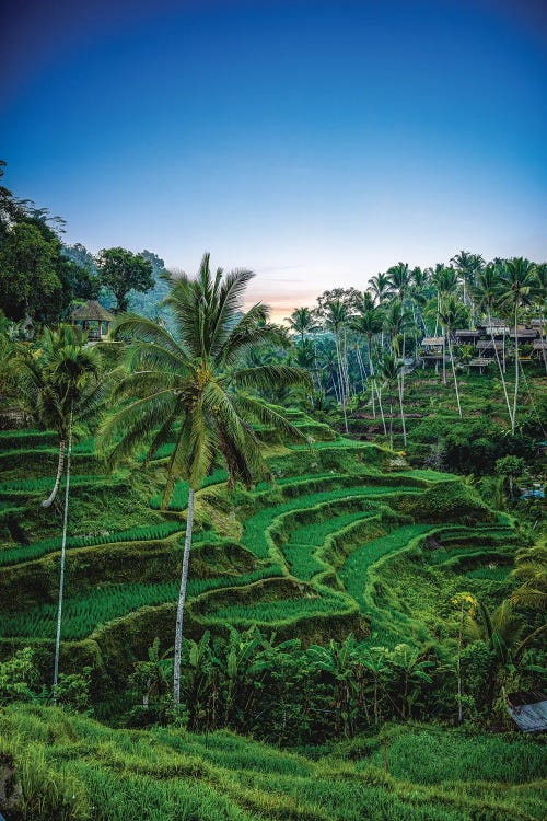 Indonesia Rice Terrace Farmer I