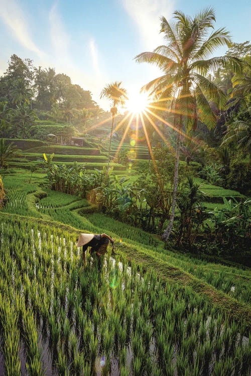 Indonesia Rice Terrace Farmer II