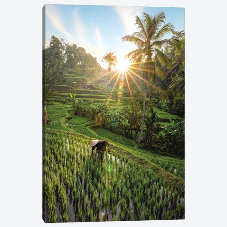 Indonesia Rice Terrace Farmer II Canvas Print #AGP656} by Alex G Perez Canvas Art Print