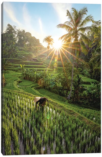 Indonesia Rice Terrace Farmer II Canvas Art Print - Indonesia Art