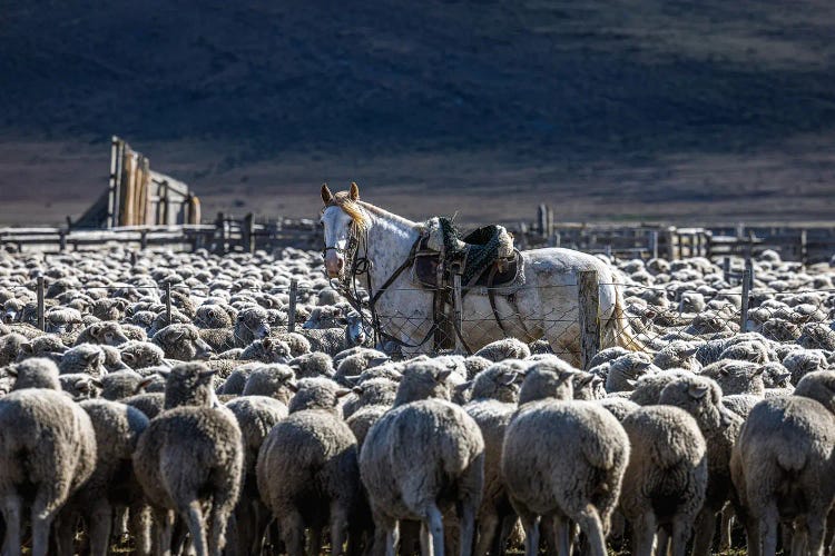 Patagonia Horse And Sheep