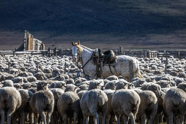 Alex G Perez: Patagonia Horse And Sheep by Alex G Perez