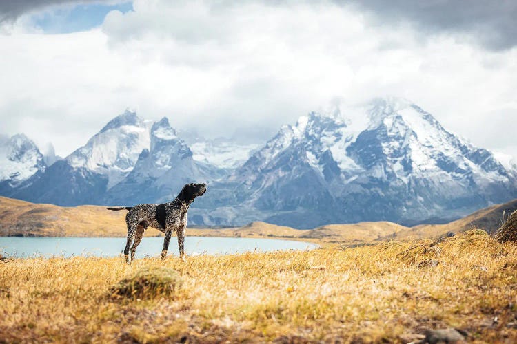 Patagonia Mountain View With Dog by Alex G Perez wall art