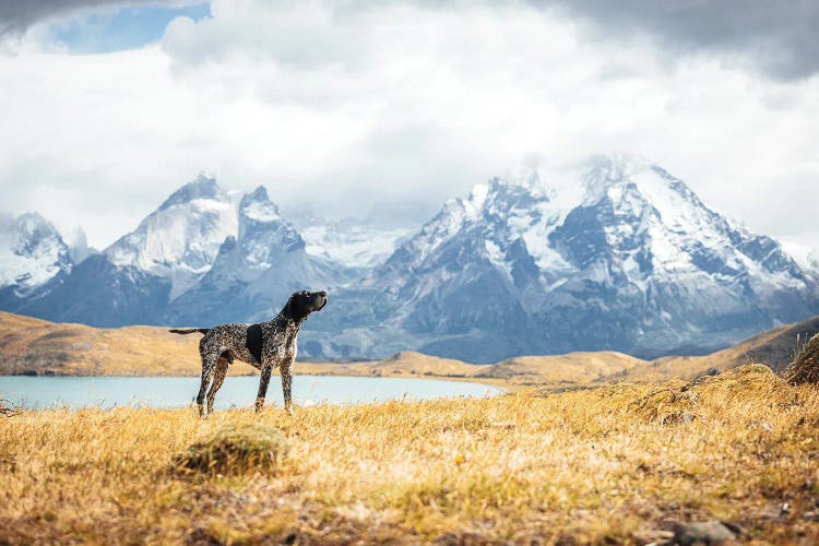 Patagonia Mountain View With Dog