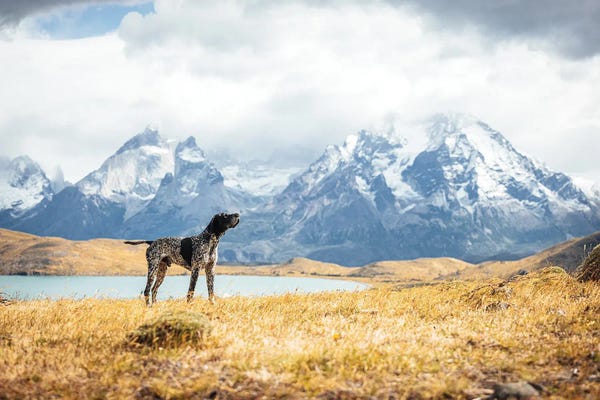 Patagonia: Patagonia Mountain View With Dog by Alex G Perez