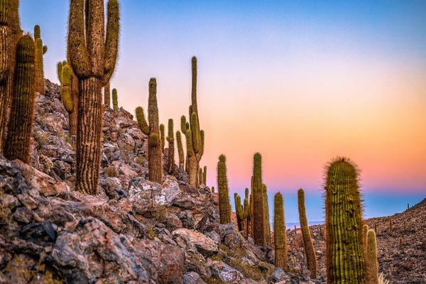 Alex G Perez: Atacama Desert Sunrise Catcus I by Alex G Perez