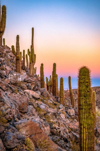 Alex G Perez: Atacama Desert Sunrise Catcus II by Alex G Perez