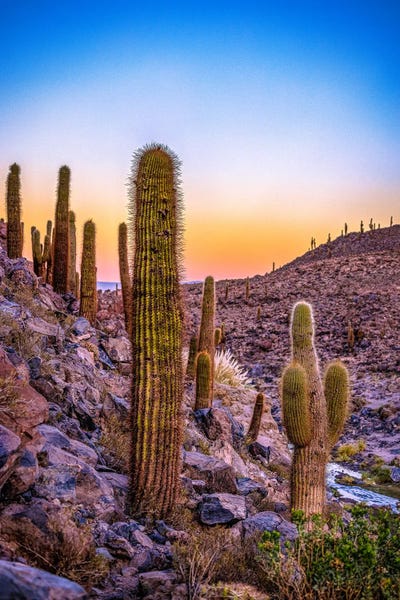Alex G Perez: Atacama Desert Sunrise Catcus III by Alex G Perez