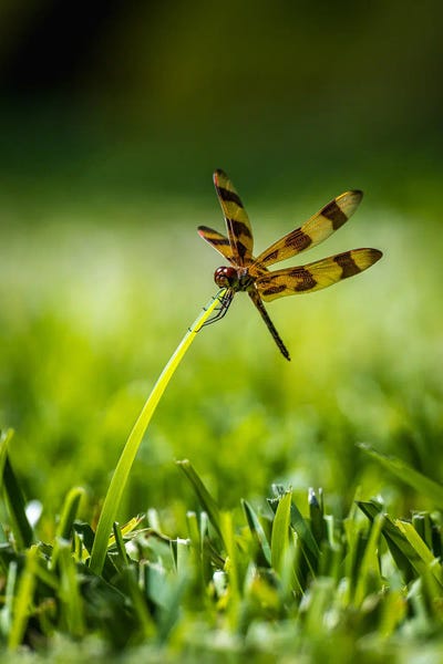 Dragonflies: Dragon Fly by Alex G Perez