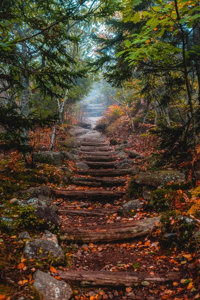 Alex G Perez: Fall Trees Hiking Trail by Alex G Perez