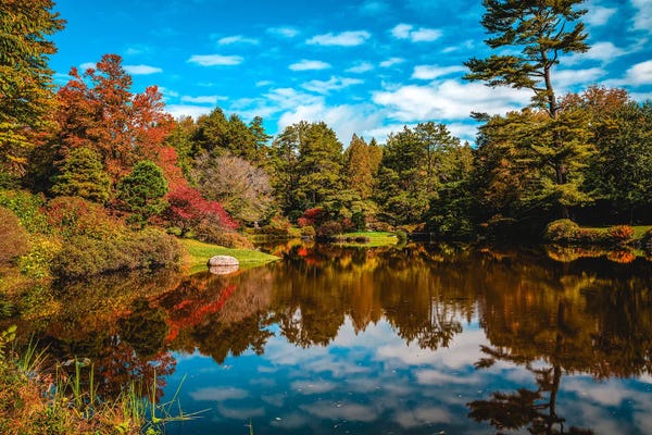Ponds: Fall Trees Pond Reflection by Alex G Perez