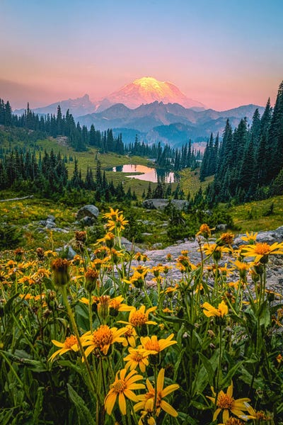 Mt Rainier Sunrise Wild Flowers by Alex G Perez framed wall art