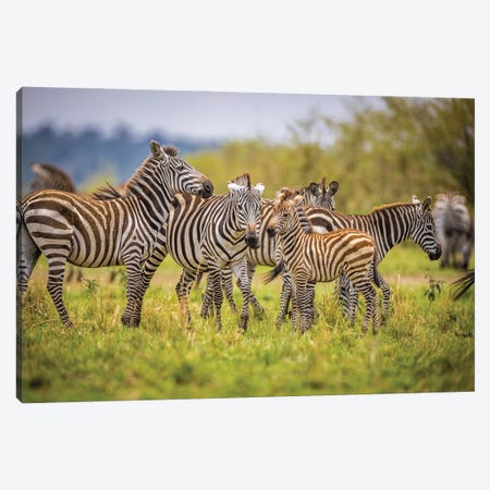 Africa Zebras And Cub Canvas Print #AGP74} by Alex G Perez Canvas Art