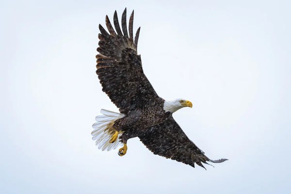 Eagles: American Bald Eagle by Alex G Perez